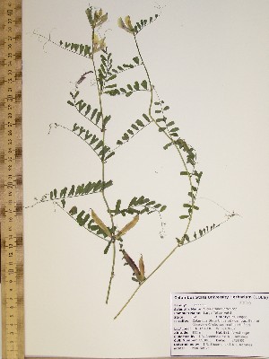  (Vicia grandiflora - CSU006)  @11 [ ] Unspecified (default): All Rights Reserved  Unspecified Unspecified