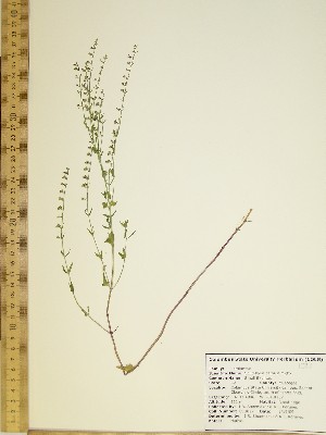  (Scutellaria parvula - CSU027)  @11 [ ] Unspecified (default): All Rights Reserved  Unspecified Unspecified
