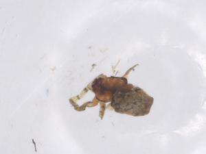  ( - CBG-B03858-F08)  @11 [ ] CreativeCommons - Attribution Share - Alike (2025) Centre for Biodiversity Genomics Centre for Biodiversity Genomics