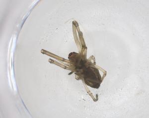  ( - CBG-B03859-D10)  @11 [ ] CreativeCommons - Attribution Share - Alike (2025) Centre for Biodiversity Genomics Centre for Biodiversity Genomics