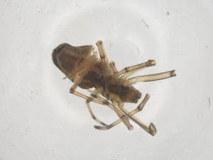  ( - CBG-B03859-F07)  @11 [ ] CreativeCommons - Attribution Share - Alike (2025) Centre for Biodiversity Genomics Centre for Biodiversity Genomics