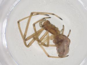  ( - CBG-B03859-F09)  @11 [ ] CreativeCommons - Attribution Share - Alike (2025) Centre for Biodiversity Genomics Centre for Biodiversity Genomics