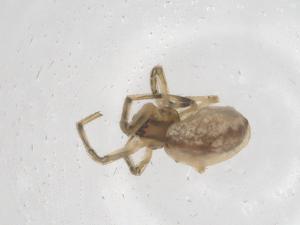  ( - CBG-B03859-F10)  @11 [ ] CreativeCommons - Attribution Share - Alike (2025) Centre for Biodiversity Genomics Centre for Biodiversity Genomics