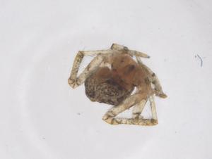  ( - CBG-B03868-A02)  @11 [ ] CreativeCommons - Attribution Share - Alike (2025) Centre for Biodiversity Genomics Centre for Biodiversity Genomics