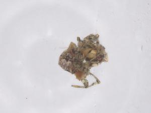  ( - CBG-B03868-B06)  @11 [ ] CreativeCommons - Attribution Share - Alike (2025) Centre for Biodiversity Genomics Centre for Biodiversity Genomics