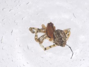  ( - CBG-B03884-C12)  @11 [ ] CreativeCommons - Attribution Share - Alike (2025) Centre for Biodiversity Genomics Centre for Biodiversity Genomics