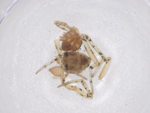  ( - CBG-B03884-D05)  @11 [ ] CreativeCommons - Attribution Share - Alike (2025) Centre for Biodiversity Genomics Centre for Biodiversity Genomics