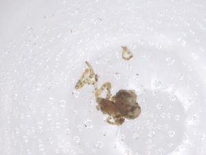  ( - CBG-B03884-E05)  @11 [ ] CreativeCommons - Attribution Share - Alike (2025) Centre for Biodiversity Genomics Centre for Biodiversity Genomics