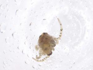  ( - CBG-B03884-H09)  @11 [ ] CreativeCommons - Attribution Share - Alike (2025) Centre for Biodiversity Genomics Centre for Biodiversity Genomics