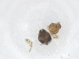  ( - CBG-B03885-C12)  @11 [ ] CreativeCommons - Attribution Share - Alike (2025) Centre for Biodiversity Genomics Centre for Biodiversity Genomics