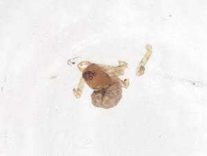  ( - CBG-B03886-A09)  @11 [ ] CreativeCommons - Attribution Share - Alike (2025) Centre for Biodiversity Genomics Centre for Biodiversity Genomics