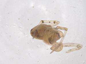  ( - CBG-B20770-A05)  @11 [ ] CreativeCommons - Attribution Share - Alike (2025) Centre for Biodiversity Genomics Centre for Biodiversity Genomics