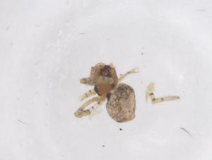  ( - CBG-B20770-A07)  @11 [ ] CreativeCommons - Attribution Share - Alike (2025) Centre for Biodiversity Genomics Centre for Biodiversity Genomics