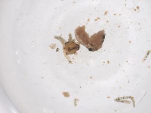  ( - CBG-B20770-A08)  @11 [ ] CreativeCommons - Attribution Share - Alike (2025) Centre for Biodiversity Genomics Centre for Biodiversity Genomics