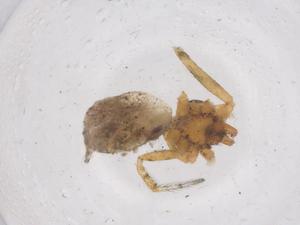  ( - CBG-B20770-B08)  @11 [ ] CreativeCommons - Attribution Share - Alike (2025) Centre for Biodiversity Genomics Centre for Biodiversity Genomics