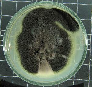  (Penicillium chrysogenum - UNASAM-FUN-0007)  @11 [ ] CreativeCommons - Attribution Non-Commercial (2014) Percy Olivera G. Herbario David Smith, Facultad de Ciencias - UNASAM