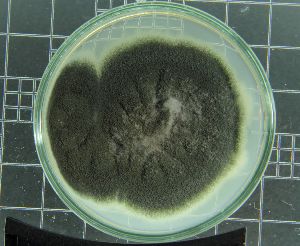  (Penicillium sp - UNASAM-FUN-0014)  @11 [ ] CreativeCommons - Attribution Non-Commercial (2014) Percy Olivera G. Herbario David Smith, Facultad de Ciencias - UNASAM