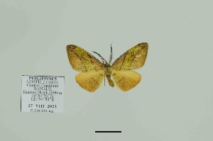  (Hypochrosis hyadaria ocellata - BC-CT-MNHN0054)  @11 [ ] cc-by (2022) Claude Tautel  MNHN