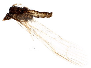  (Oecetis cf. ochracea CHU1 - 07CUTRI-066)  @14 [ ] CreativeCommons - Attribution (2012) CBG Photography Group Centre for Biodiversity Genomics