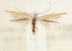  (Coleophorinae - JD18750)  @13 [ ] Copyright (2019) Jason Dombroskie Cornell University Insect Collection