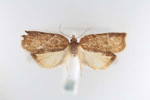  ( - CUIC000058398)  @11 [ ] Creative Commons License (2022) Cornell Univserity Insect Collection Cornell University Insect Collection