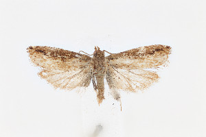  ( - CUIC000058730)  @11 [ ] Creative Commons License (2022) Cornell Univserity Insect Collection Cornell University Insect Collection