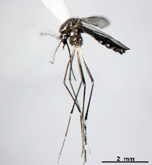  (Aedes aegypti - CUL_0121)  @14 [ ] CreativeCommons - Attribution (2013) Rahuel Chan Instituto Tecnologico de Chetumal