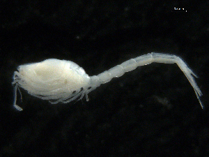  ( - UMBergen_NB_cuma11)  @11 [ ] CreativeCommons - Attribution Non-Commercial Share-Alike (2012) Natural History Collections, University of Bergen University of Bergen, Natural History Collections