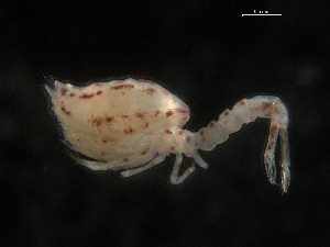  ( - UMBergen_NB_cuma23)  @11 [ ] CreativeCommons - Attribution Non-Commercial Share-Alike (2012) Natural History Collections, University of Bergen University of Bergen, Natural History Collections