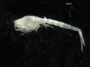  ( - UMBergen_NB_cuma34)  @11 [ ] CreativeCommons - Attribution Non-Commercial Share-Alike (2012) Natural History Collections, University of Bergen University of Bergen, Natural History Collections