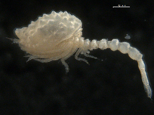  ( - UMBergen_NB_cuma45)  @11 [ ] CreativeCommons - Attribution Non-Commercial Share-Alike (2012) Natural History Collections, University of Bergen University of Bergen, Natural History Collections