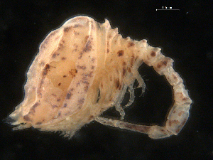  ( - UMBergen_NB_cuma57)  @11 [ ] CreativeCommons - Attribution Non-Commercial Share-Alike (2012) Natural History Collections, University of Bergen University of Bergen, Natural History Collections