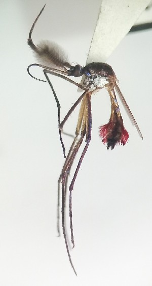  (Toxorhynchites haemorrhoidalis separatus - IMR--Cu-04)  @11 [ ] by-nc-nd (2019) Janina Faraone Instituto de Medicina Regional- Entomology Area