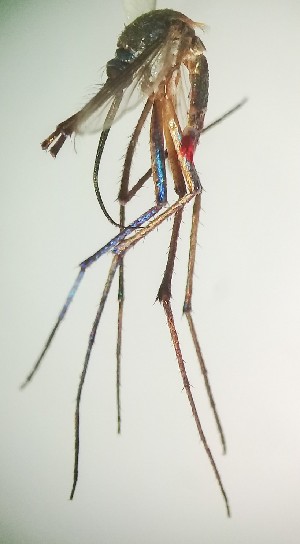  ( - IMR-Cu-05)  @11 [ ] by-nc-nd (2019) Janina Faraone Instituto de Medicina Regional- Entomology Area