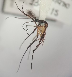  ( - IMR-Cu-11)  @11 [ ] by-nc-nd (2019) Janina Faraone Instituto de Medicina Regional- Entomology Area