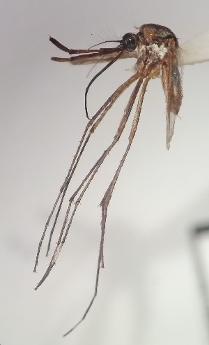  ( - IMR-Cu-12)  @11 [ ] by-nc-nd (2019) Janina Faraone Instituto de Medicina Regional- Entomology Area