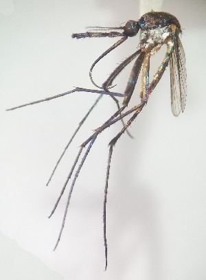  ( - IMR-Cu-17)  @11 [ ] by-nc-nd (2019) Janina Faraone Instituto de Medicina Regional- Entomology Area