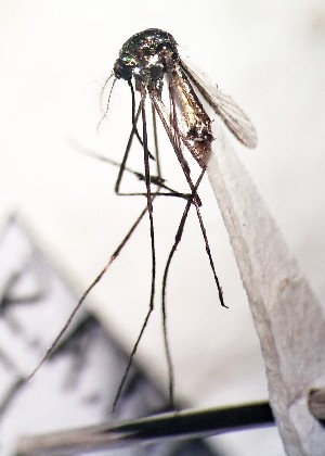  ( - IMR-Cu--29)  @11 [ ] by-nc-nd (2019) Debora Bangher Instituto de Medicina Regional- Entomology Area