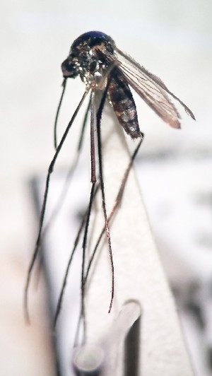  ( - IMR-Cu-30)  @11 [ ] by-nc-nd (2019) Debora Bangher Instituto de Medicina Regional- Entomology Area