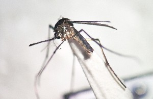  ( - IMR-Cu-32)  @11 [ ] by-nc-nd (2019) Debora Bangher Instituto de Medicina Regional- Entomology Area