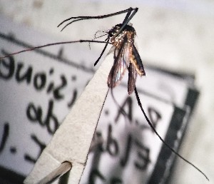  (Sabethes undosus - IMR-CU-33)  @11 [ ] by-nc-nd (2019) Debora Bangher Instituto de Medicina Regional- Entomology Area