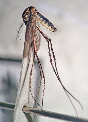  ( - IMR-Cu-34)  @11 [ ] by-nc-nd (2019) Debora Bangher Instituto de Medicina Regional- Entomology Area