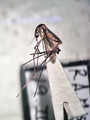  ( - IMR-Cu-35)  @11 [ ] by-nc-nd (2019) Debora Bangher Instituto de Medicina Regional- Entomology Area