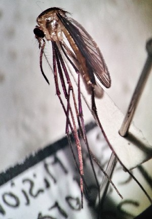  ( - IMR-Cu-37)  @11 [ ] by-nc-nd (2019) Debora Bangher Instituto de Medicina Regional- Entomology Area