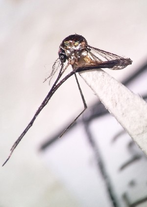  ( - IMR-Cu-62)  @11 [ ] by-nc-nd (2019) Debora Bangher Instituto de Medicina Regional- Entomology Area