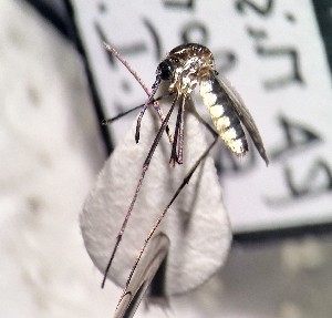  ( - IMR-Cu-63)  @11 [ ] by-nc-nd (2019) Debora Bangher Instituto de Medicina Regional- Entomology Area