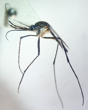  (Toxorhynchites violaceus - IMR-CU-70)  @11 [ ] by-nc-nd (2019) Debora Bangher Instituto de Medicina Regional- Entomology Area