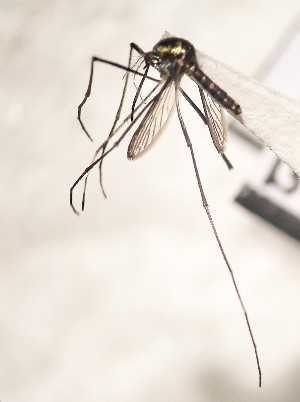  ( - IMR-Cu-71)  @11 [ ] by-nc-nd (2019) Debora Bangher Instituto de Medicina Regional- Entomology Area