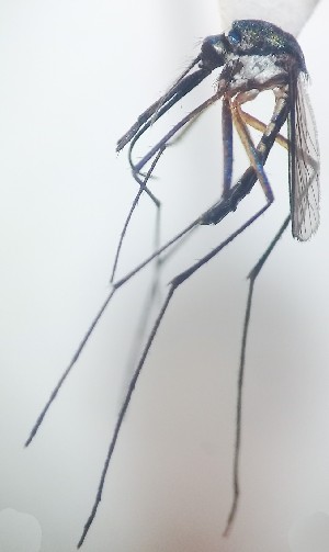  (Toxorhynchites solstitialis - IMR-Cu-72)  @11 [ ] by-nc-nd (2019) Janina Faraone Instituto de Medicina Regional- Entomology Area