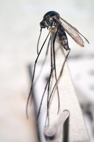  ( - IMR-Cu-73)  @11 [ ] by-nc-nd (2019) Debora Bangher Instituto de Medicina Regional- Entomology Area